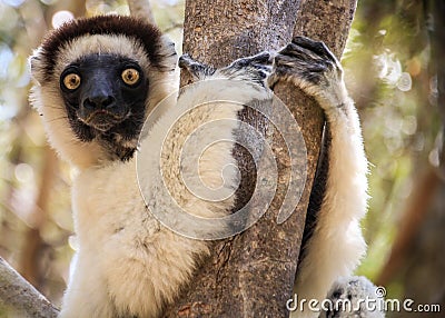 Portrait of a Sifaka Lemur resting on a tree, Kirindy Forest, Menabe, Madagascar Stock Photo