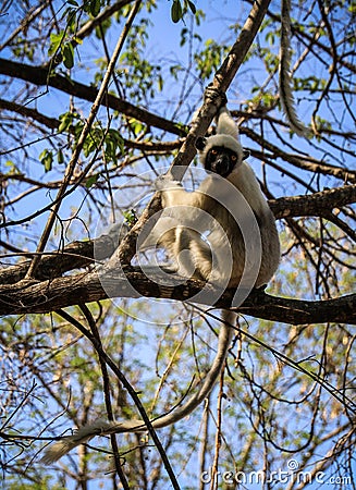 Sifaka Lemur, Tsingy de Bemaraha Strict Nature Reserve, Melaky, Bekopaka, Madagascar Stock Photo