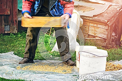 Sifting the grain through the sieve by hand Stock Photo