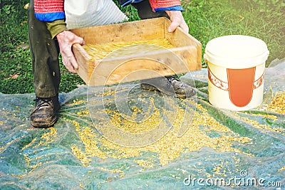 Sifting the grain through the sieve by hand Stock Photo