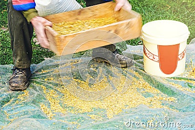 Sifting the grain through the sieve by hand Stock Photo