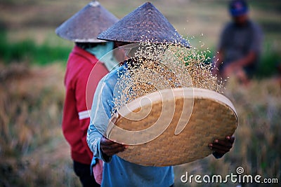 Sifting rice Stock Photo