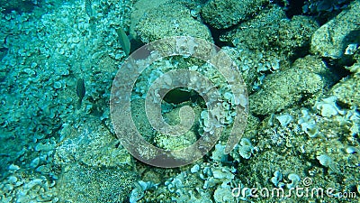 Siganus rivulatus, rivulated rabbitfish or marbled spinefoot or surf parrotfish. Stock Photo