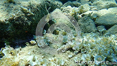 Siganus rivulatus, rivulated rabbitfish or marbled spinefoot or surf parrotfish. Stock Photo