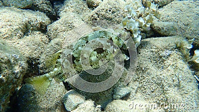 Siganus rivulatus, rivulated rabbitfish or marbled spinefoot or surf parrotfish. Stock Photo