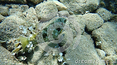 Siganus rivulatus, rivulated rabbitfish or marbled spinefoot or surf parrotfish. Stock Photo