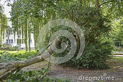 Sight of a fallen tree, which narrowly missed a house after heavy wind in Berlin Stock Photo