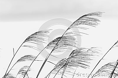 The sight of Japanese pampas grass swaying in the wind and shining Stock Photo