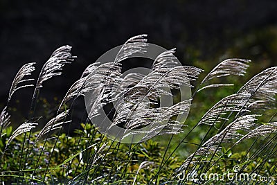The sight of Japanese pampas grass swaying in the wind and shining Stock Photo