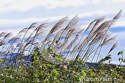 The sight of Japanese pampas grass swaying in the wind and shining Stock Photo