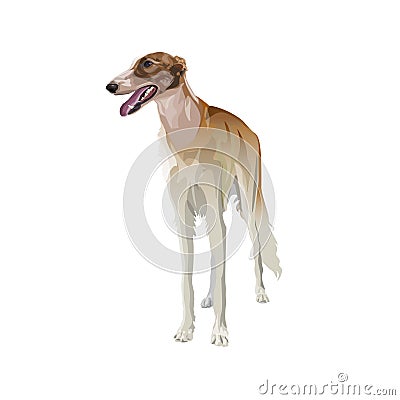 Sighthound dog vector Vector Illustration