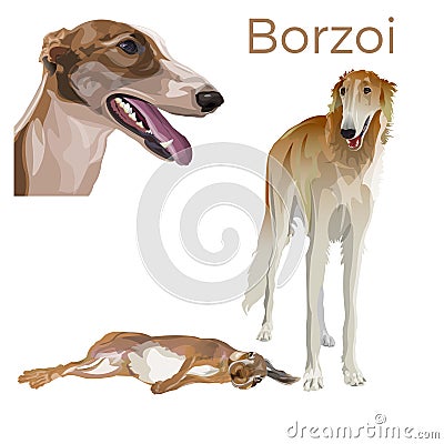 Sighthound dog vector Vector Illustration