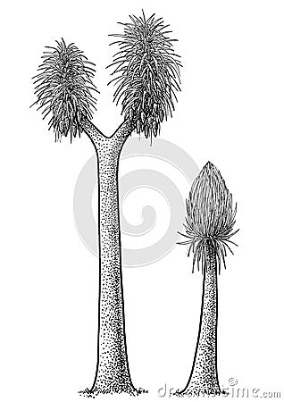Sigillaria tree illustration, drawing, engraving, ink, line art, vector Vector Illustration