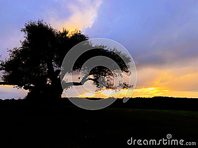 A sigle tree silhouette under sunset Stock Photo