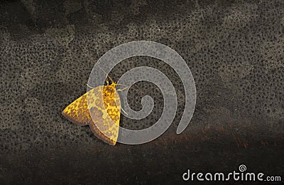 Siglophora Ferreilutea in Family Noctuidae Moth seen at Meghalaya,India Stock Photo