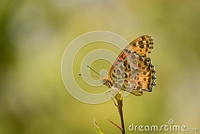 The sign of real freedom is butterfly .argynnis hyperbius Stock Photo