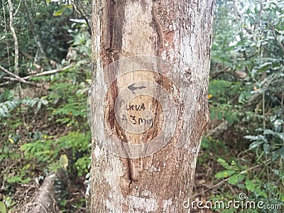 Sign on tree to cueva cave in 3 minutes in the Guajataca forest in Puerto Rico Stock Photo