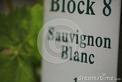 Sign in a vineyard Sauvignon Blanc Stock Photo