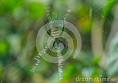 Signature Spider on the Web Stock Photo