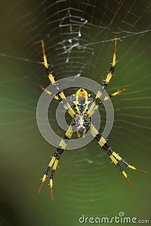 Signature spider, Argiope, Araneidae, Gumti, Tripura Stock Photo