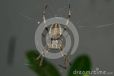 Signature Spider on the web Stock Photo