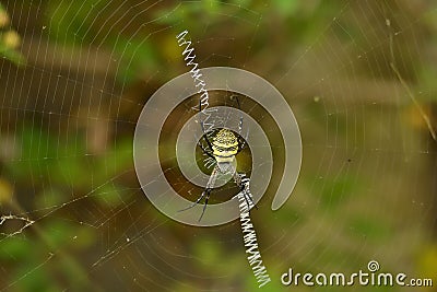 Signature Spider or the Writer Spider Stock Photo