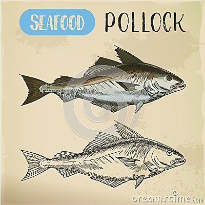 Pollock fish side view. Vector sketch Vector Illustration