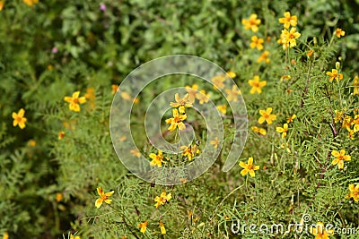 Signet marigold Stock Photo