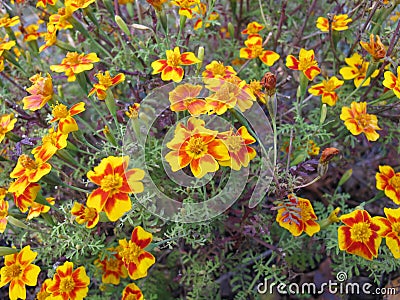 Signet marigold with flower heads in yellow and orange colours Stock Photo