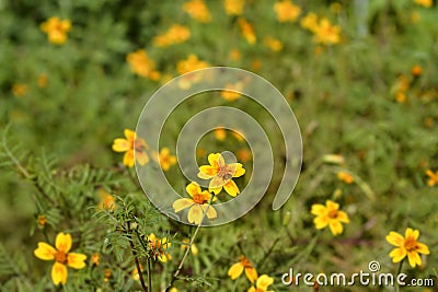 Signet marigold Stock Photo