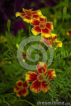 Signet Marigold flowers, tagetes tenuifolia flowers Stock Photo