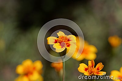 Signet marigold Tagetes tenuifolia Stock Photo