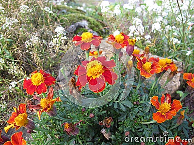 Signet marigold, Tagetes tenuifolia, with flowers Stock Photo