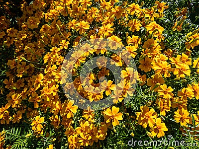 Signet Marigold (Tagetes tenuifolia) 'Luna Orange' flowering with small, abundant richly colored blossoms Stock Photo