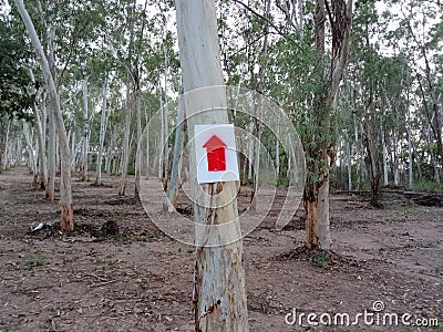 Signposts pointing the way in the eucalyptus garden Stock Photo