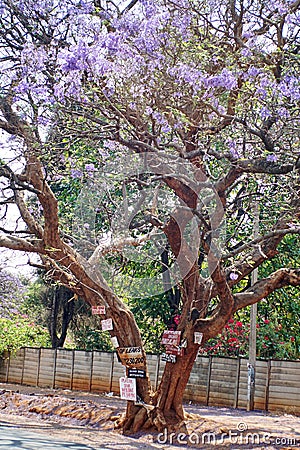 Signs on a jacaranda tree Editorial Stock Photo