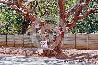 Signs on a jacaranda tree Editorial Stock Photo