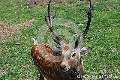 Sika Deer Buck eyeing camera Stock Photo