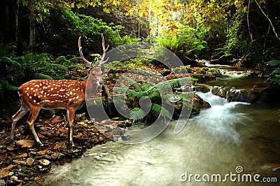 Sika deer Stock Photo