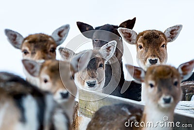 Sika deer with blurry backgound in wild nature of forrest in win Stock Photo