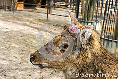 Sika deer brown without horns (dropped antlers) and sad eyes (Latin: Cervus nippon) Stock Photo