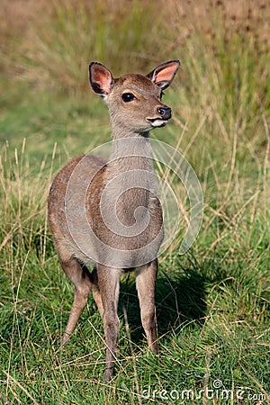 Sika Deer Calf, Cervus Nippon Stock Photo