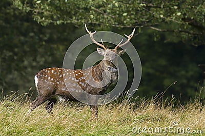 Sika Deer (Cervus nippon) Stock Photo