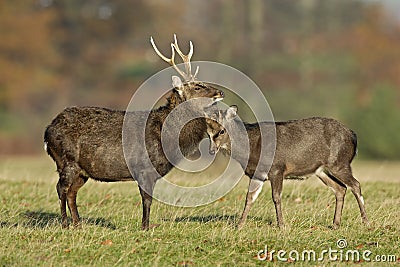 Sika deer, Cervus nippon Stock Photo