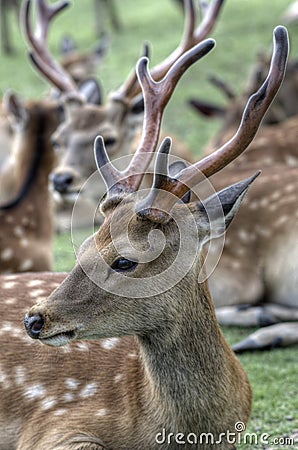 Sika Deer Stock Photo