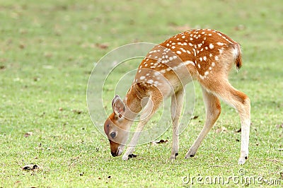 Sika deer fawn Stock Photo