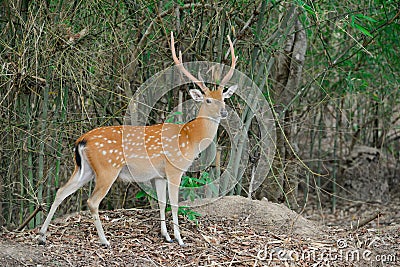 Sika deer in forest Stock Photo