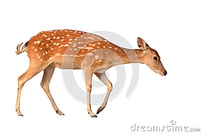 Sika deer isolated Stock Photo