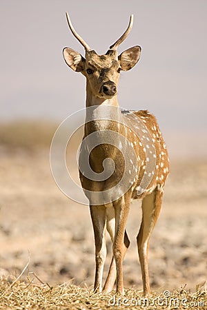 Sika Deer male Stock Photo