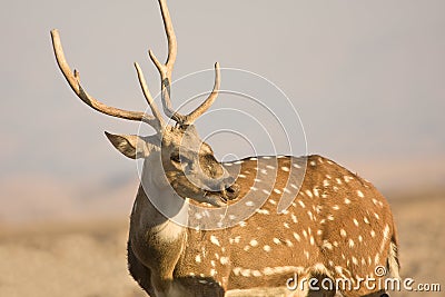 Sika Deer male Stock Photo